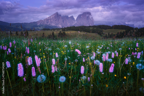 Colorful wildflowers and dandelions growing in alpine meadow in the Italian Dolomites at dusk, peaks in clouds at night. Summer in Alpe di Siusi, Italy. Colorful flowers, rocks, purple sky at dusk