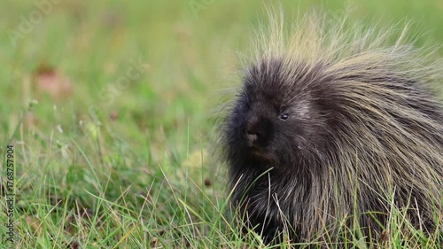 A sleepy young porcupine soaks up the sunshine in a grassy Alaska field. 