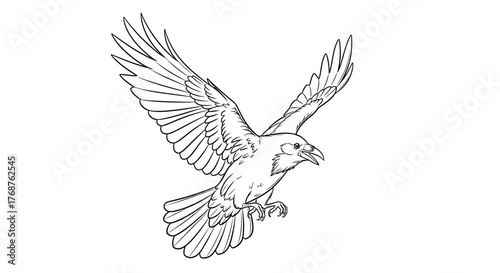 Detailed line art of a crow in flight with outstretched wings against white backdrop