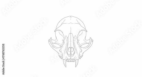 Minimalist illustration of a feline skull, rendered in light grey on a plain white backdrop