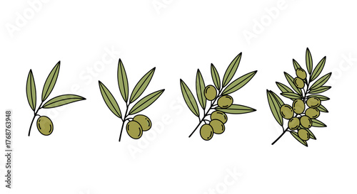A visual progression showcasing the growth stages of olives on branches, from a single fruit to a cluster, depicted with vibrant green leaves and olives against a stark black background, symbolizing