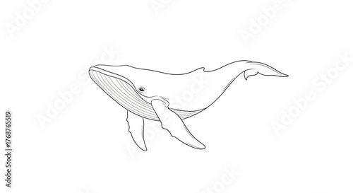 Elegant depiction of a whale outline on a stark white backdrop aquatic art illustration