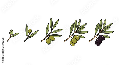 Illustration depicting the growth stages of an olive branch, from bud to mature fruit, showcasing the evolution from green to black olives against a stark black background, highlighting natural