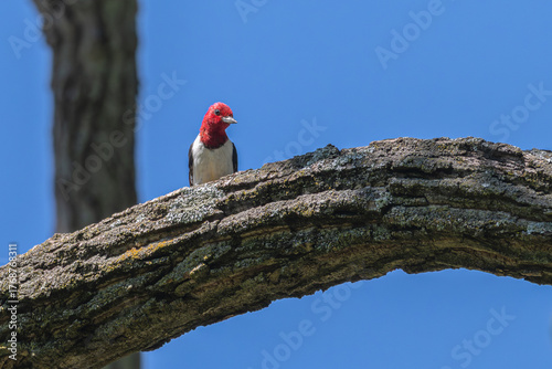 Obraz na plátně Red-headed woodpecker perched in a tree.
