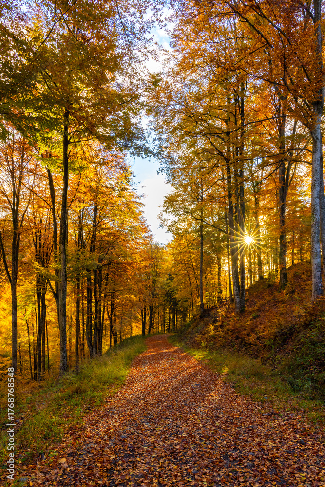 Obraz premium Autumn morning on a leaf-covered road in a wild forest with sunshine and colorful trees