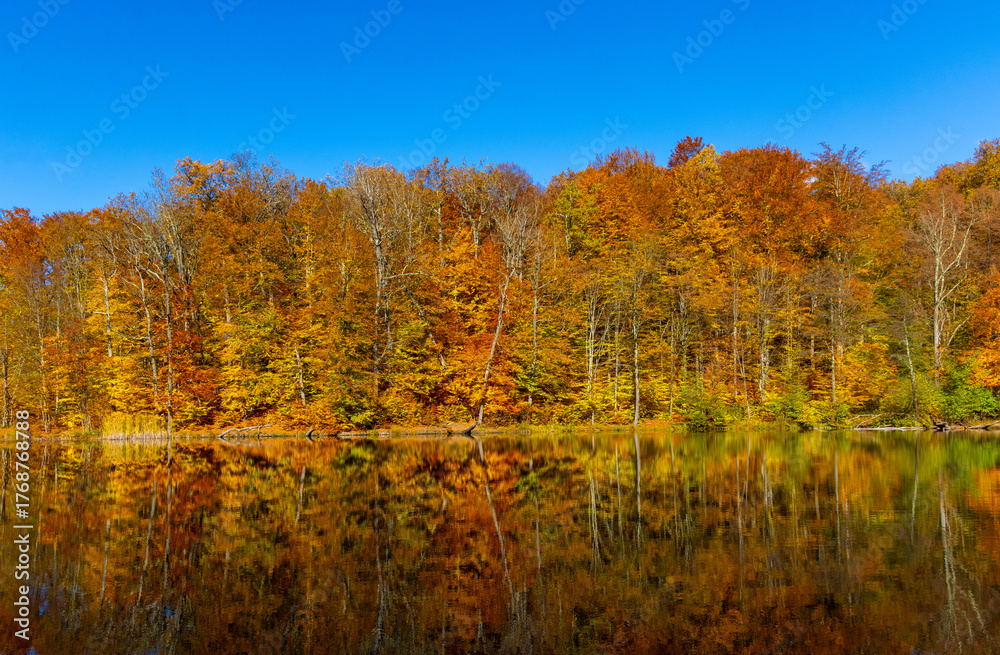 Obraz premium Autumn landscape with a vibrant forest, with trees with yellow and orange leaves, perfectly reflected in the calm water of a lake