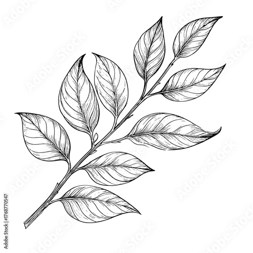 A twig with spring leaves, a black and white sketch. Digital illustration. Summer foliage on the branches of trees, the pattern is isolated on a white background