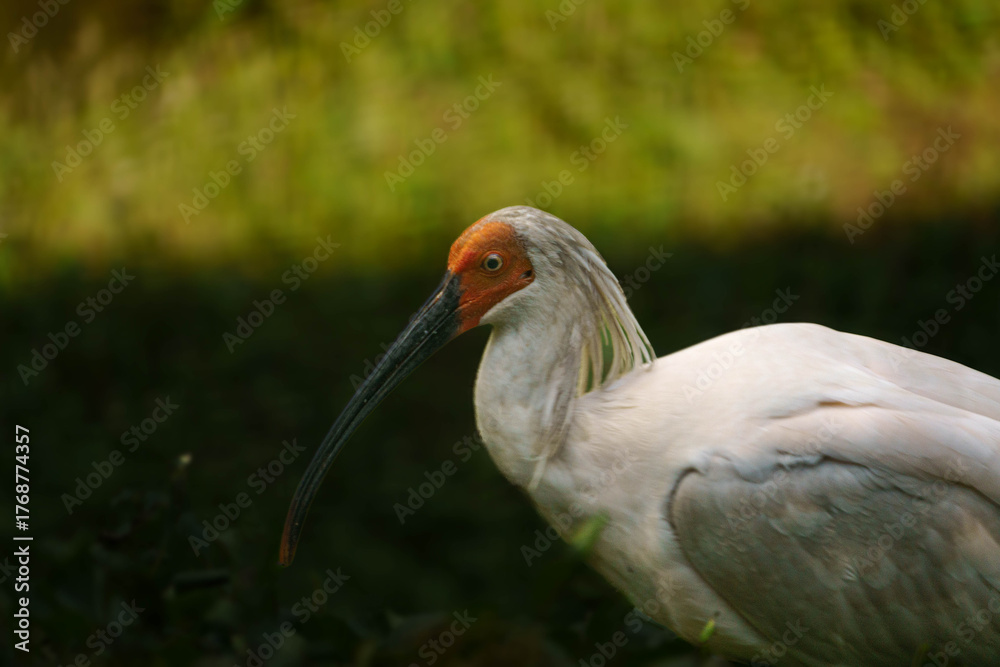 Naklejka premium 公園内のトキの様子
