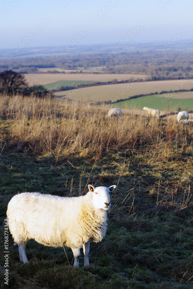 Obraz premium A white sheep on a grassy hill overlooking a valley.