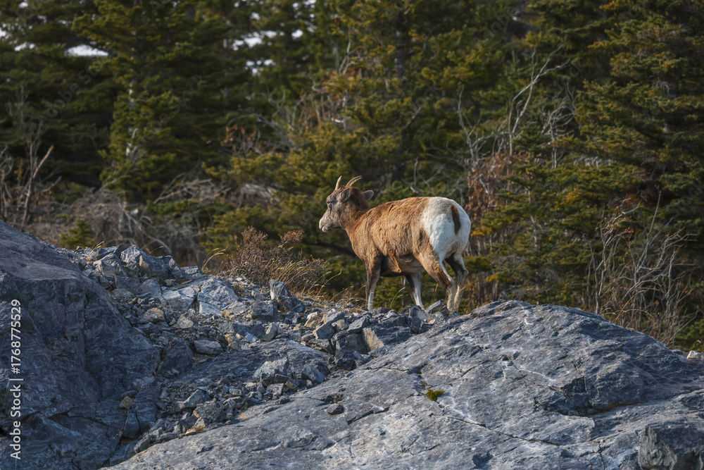 Naklejka premium Bighorn sheep in Alberta, Canada