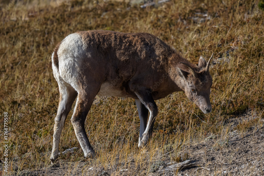 Fototapeta premium Bighorn sheep in Alberta, Canada
