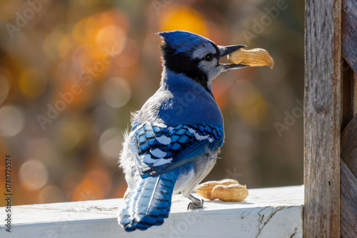 Blue jay with a peanut in a backyard