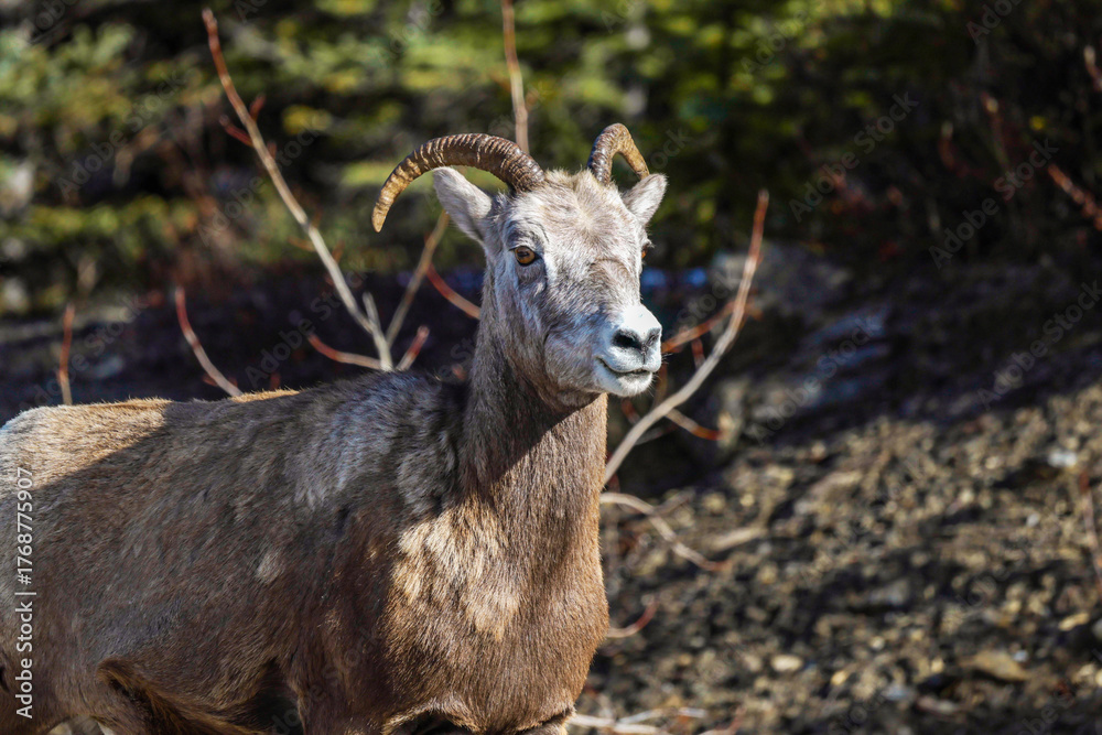 Fototapeta premium Bighorn sheep in Jasper