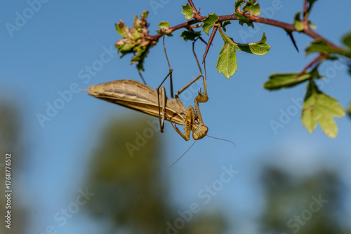 insect, modliszka, Sommer, lato, wild nature, macro