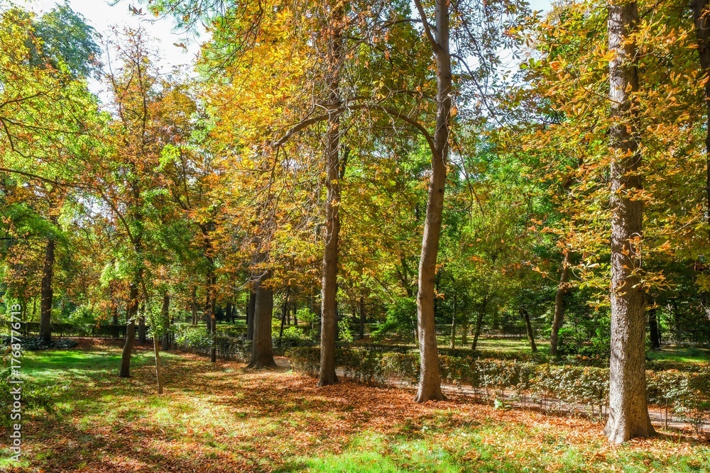 Obraz premium Autumn, forest, El Retiro Park, Madrid, Spain, Europe