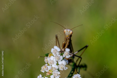 insect, modliszka, lato, sommer, macro, nature, pole, gras, trawa
