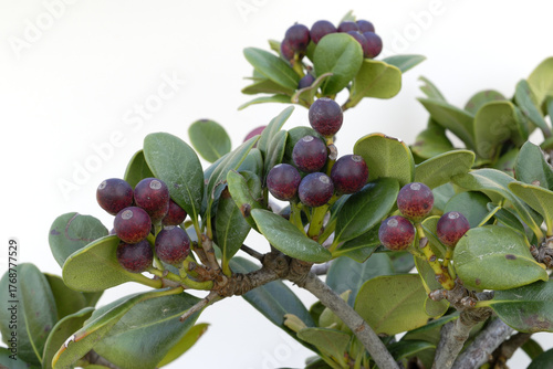 シャリンバイの実　シャリンバイ　白バック