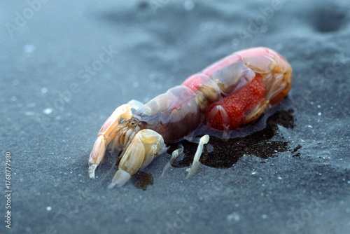 スナモグリ　抱卵メス