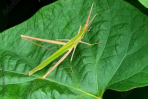 ショウリョウバッタ