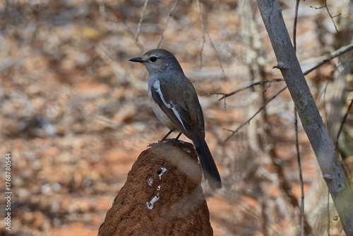 Female magpie robin bird on termite mound.