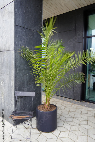Modern building entrance with a potted palm tree and a chair on a patterned stone floor