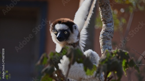 Verreauxs sifakas lemur front of room.