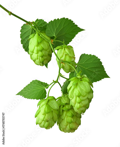 Fototapete branches of hops with leaves