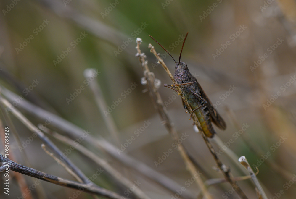 Fototapeta premium Green Grasshopper on Lush Meadow Grass