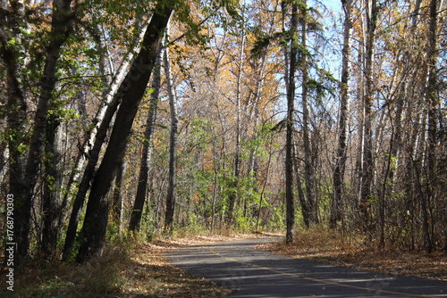path in the forest
