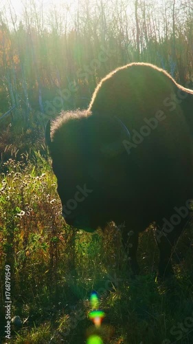 Solitary Bison Eating Grass with Golden Backlight in Nature
