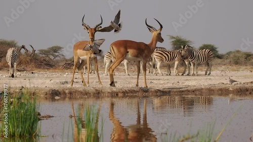 Black-faced impala Aepyceros melampus petersi is larger and darker subspecies of Impala or rooibok, medium-sized, slender-bodied antelope walk and drink around the water hole in dry savannah in Africa