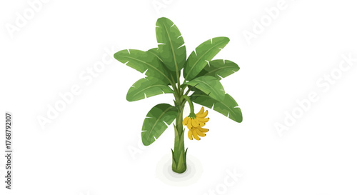 Banana Tree with Hanging Fruit on White Background for Creative Projects