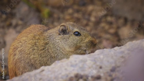 Dassie rat Petromus typicus or Noki, African rodent found among rocky outcroppings, similar habitats as hyrax, sometimes called rock rats, cute mouse like animal on the rock in Namibia. Feeds on rock.