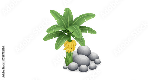 Illustration showcasing a banana plant laden with fruit nestled among stones