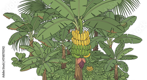Illustrative banana grove featuring palms, tropical foliage, and fruit