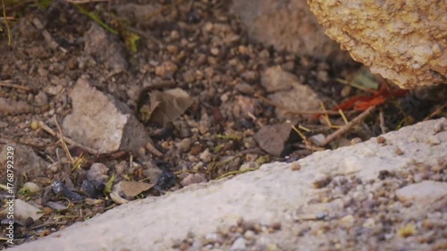 Wallpaper Mural Dassie rat Petromus typicus or Noki, African rodent found among rocky outcroppings, similar habitats as hyrax, sometimes called rock rats, cute mouse like animal on the rock in Namibia. Feeds on rock. Torontodigital.ca