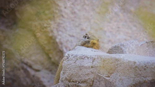 Dassie rat Petromus typicus or Noki, African rodent found among rocky outcroppings, similar habitats as hyrax, sometimes called rock rats, cute mouse like animal on the rock in Namibia. Feeds on rock.