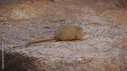 Dassie rat Petromus typicus or Noki, African rodent found among rocky outcroppings, similar habitats as hyrax, sometimes called rock rats, cute mouse like animal on the rock in Namibia. Feeds on rock.