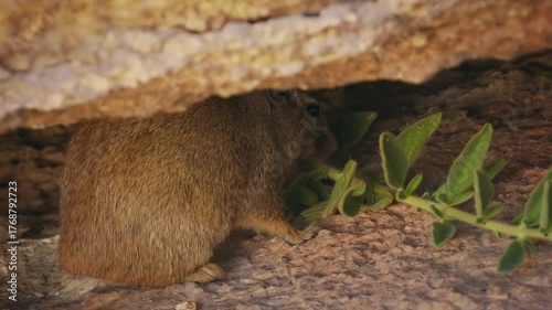 Dassie rat Petromus typicus or Noki, African rodent found among rocky outcroppings, similar habitats as hyrax, sometimes called rock rats, cute mouse like animal on the rock in Namibia. Feeds on rock.