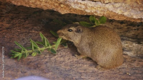 Dassie rat Petromus typicus or Noki, African rodent found among rocky outcroppings, similar habitats as hyrax, sometimes called rock rats, cute mouse like animal on the rock in Namibia. Feeds on rock.