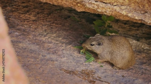 Dassie rat Petromus typicus or Noki, African rodent found among rocky outcroppings, similar habitats as hyrax, sometimes called rock rats, cute mouse like animal on the rock in Namibia. Feeds on rock.