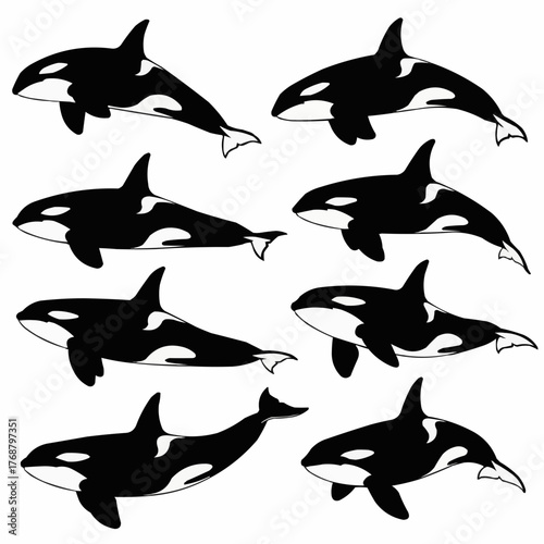 Collection of eight killer whale illustrations in black and white on a white background design art