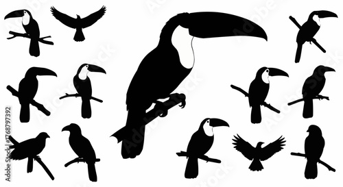 Silhouette depiction of toucans perched on branches and birds with outstretched wings in a monochrome style