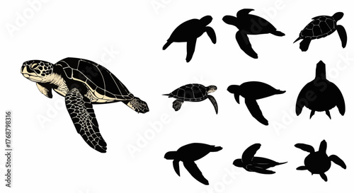 Sea turtles swimming in different positions and silhouettes on a white background in vector format
