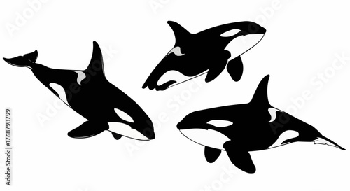 Three orcas in black and white swimming in different directions on a white background illustration