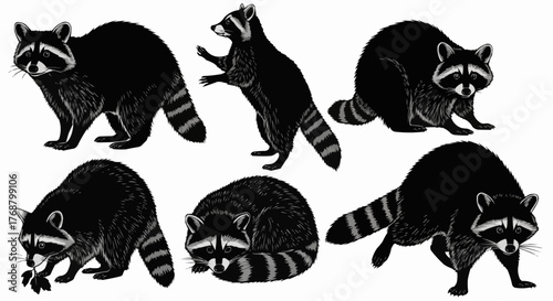 Illustrative depiction of six raccoons in various poses against a white background surface art