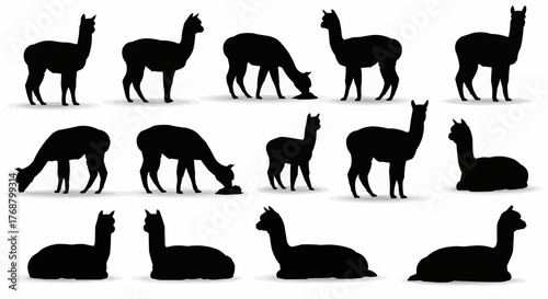 Silhouette collection of alpacas in various poses standing grazing and sitting on a white background