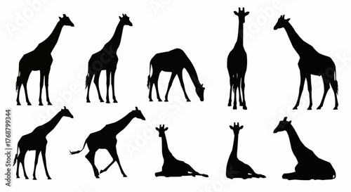 Silhouette illustration showing a group of giraffes in different poses against a white background
