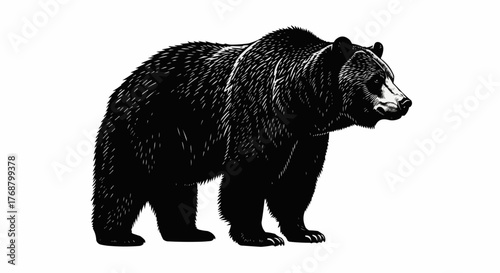 Illustration of a large black bear standing in profile with detailed fur texture on a white background