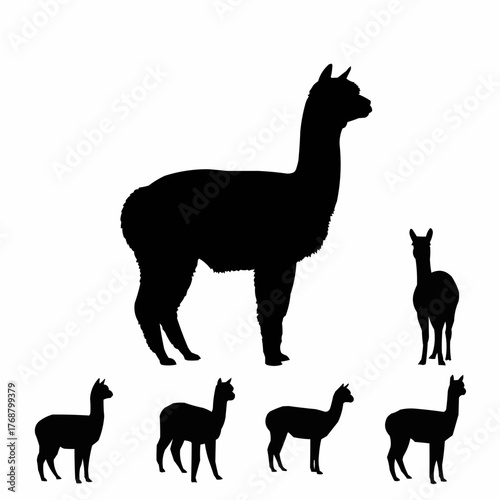 Silhouette illustration featuring a group of alpacas in various poses and sizes on a white background